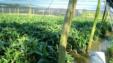 Rent or Buy? Choosing the Best Agricultural Nets for Your Crop Seasons Rent or Buy? Choosing the Best Agricultural Nets for Your Crop Seasons
